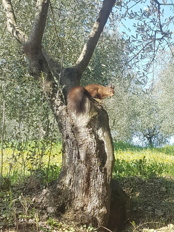 Agriturismo Il Pintello San Casciano in Val di Pesa Exteriér fotografie